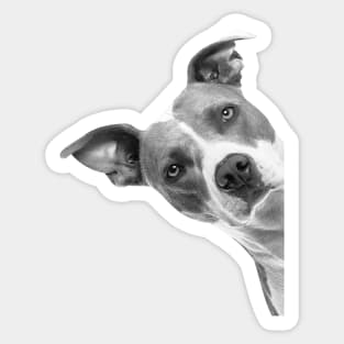 Teddy Roosevelt Terrier Peekaboo Sticker